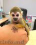 Maimuta veverita de 4 luni spre adoptie